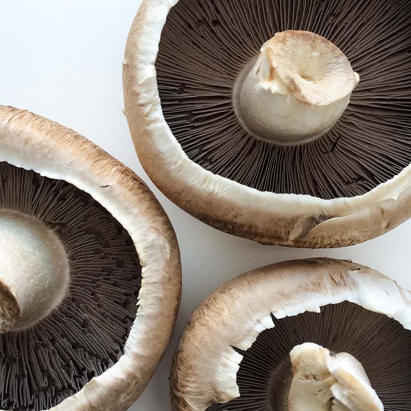 mushrooms-2021-08-30-22-45-24-utc