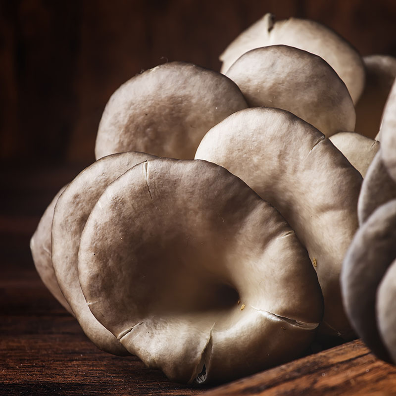 Oyster mushroom on vintage wooden kitchen table, still life in rustic style, selective focus